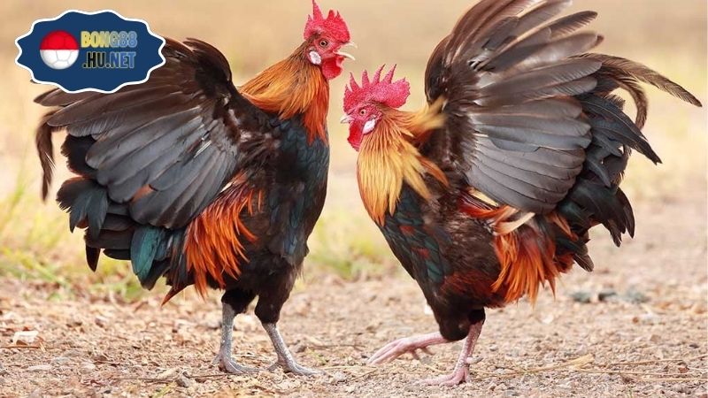 Coi đá gà trực tiếp ngày hôm nay chất lượng Full HD 2 Coi đá gà trực tiếp ngày hôm nay chất lượng Full HD