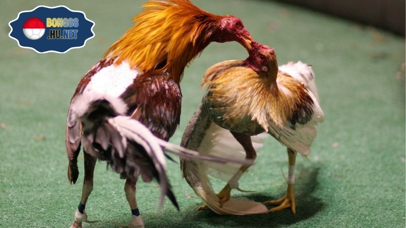 Coi trực tiếp đá gà cực kịch tính mọi lúc mọi nơi 4 Coi trực tiếp đá gà cực kịch tính mọi lúc mọi nơi