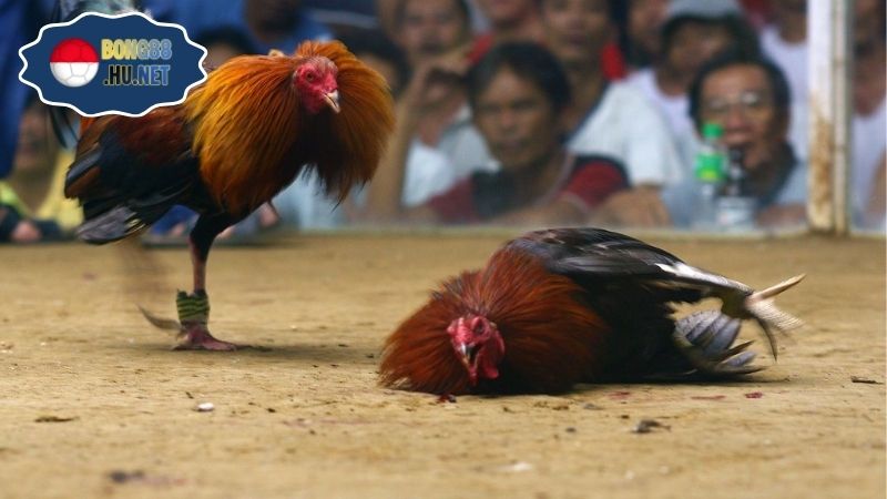 Đá gà hôm nay – Trực tiếp kịch tính từng trận đấu 10 Đá gà hôm nay – Trực tiếp kịch tính từng trận đấu