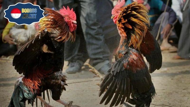 Đá gà S128 – Trải nghiệm đỉnh cao cho cược thủ 9 Đá gà S128 – Trải nghiệm đỉnh cao cho cược thủ