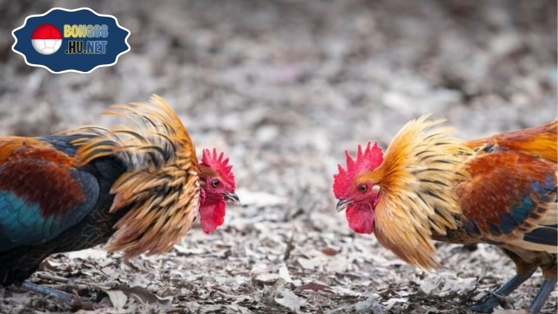 Gà đá Tho mo hôm nay – Trực tiếp từ các trường gà nổi bật 8 Gà đá Tho mo hôm nay – Trực tiếp từ các trường gà nổi bật