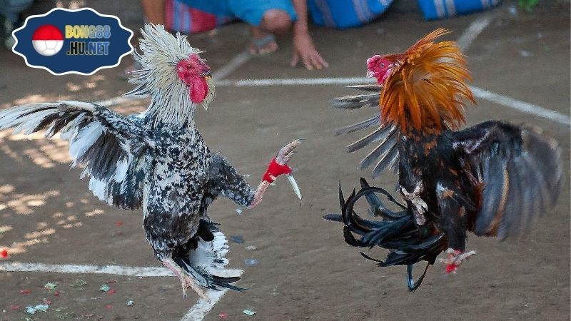 Gà danh Thomo – Trực tiếp trường gà Campuchia 6 Gà danh Thomo – Trực tiếp trường gà Campuchia