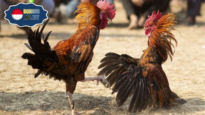 Gà trực tiếp Thomo hôm nay – Xem ngay trận đấu kịch tính 5 Gà trực tiếp Thomo hôm nay – Xem ngay trận đấu kịch tính